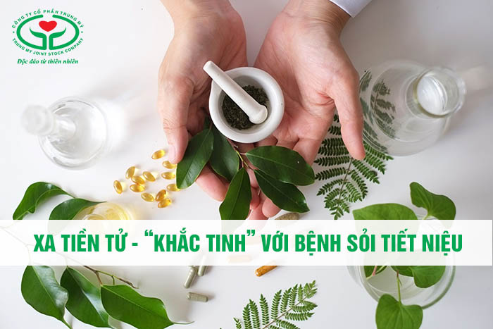 Xa tiền tử cho tác dụng tốt với bệnh sỏi tiết niệu