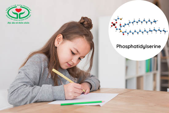 Phosphatidylserine giúp tăng tập trung, ghi nhớ và nhận thức